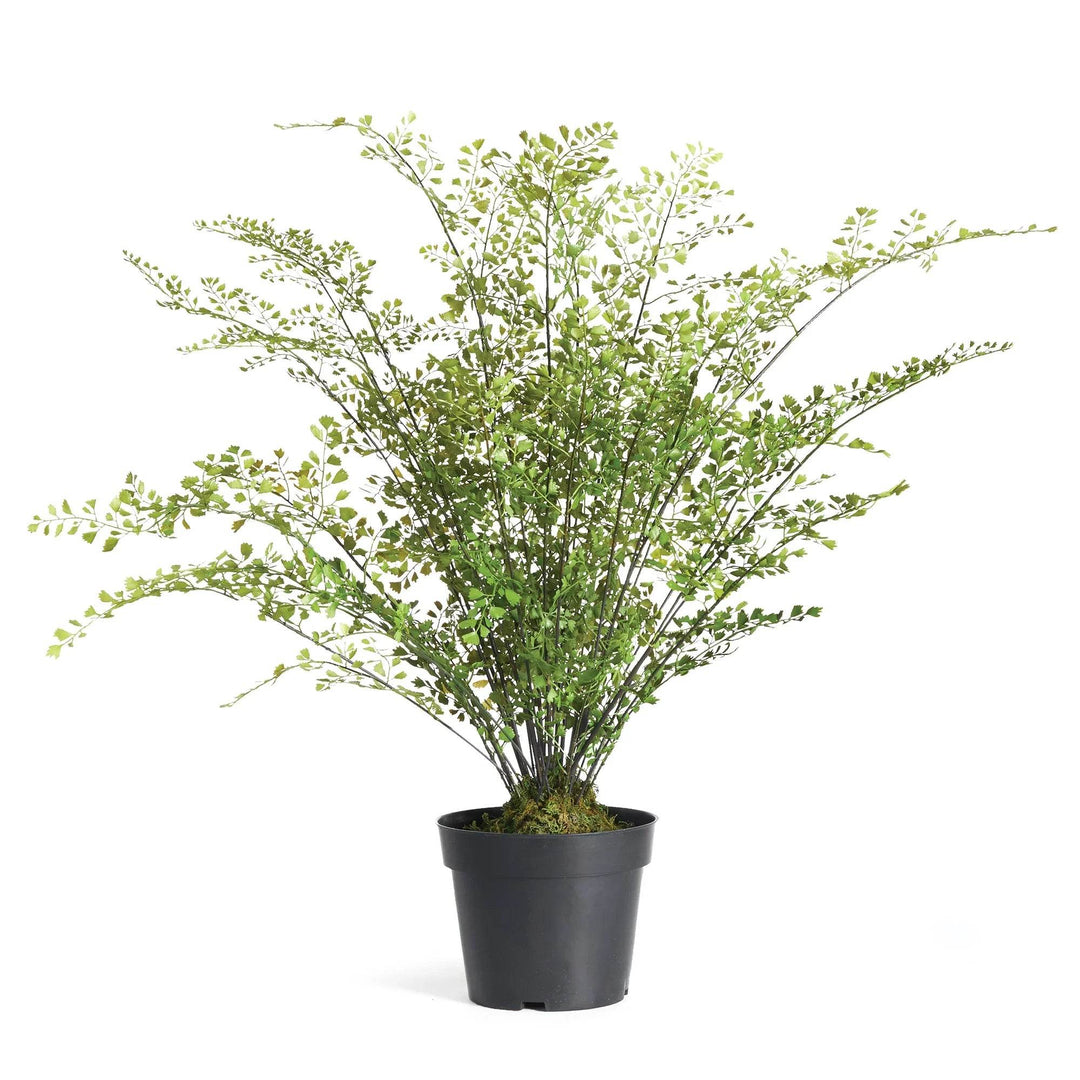 Maidenhair Drop-In 30"