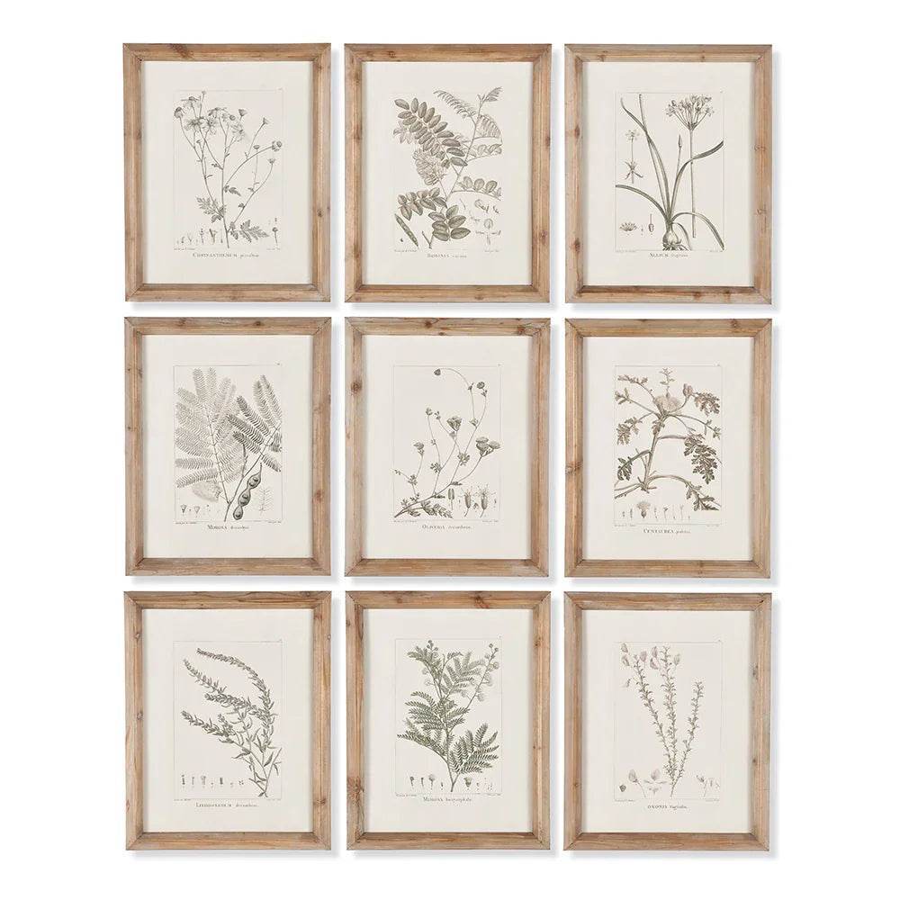 Botanical Illustrations, Set Of 9