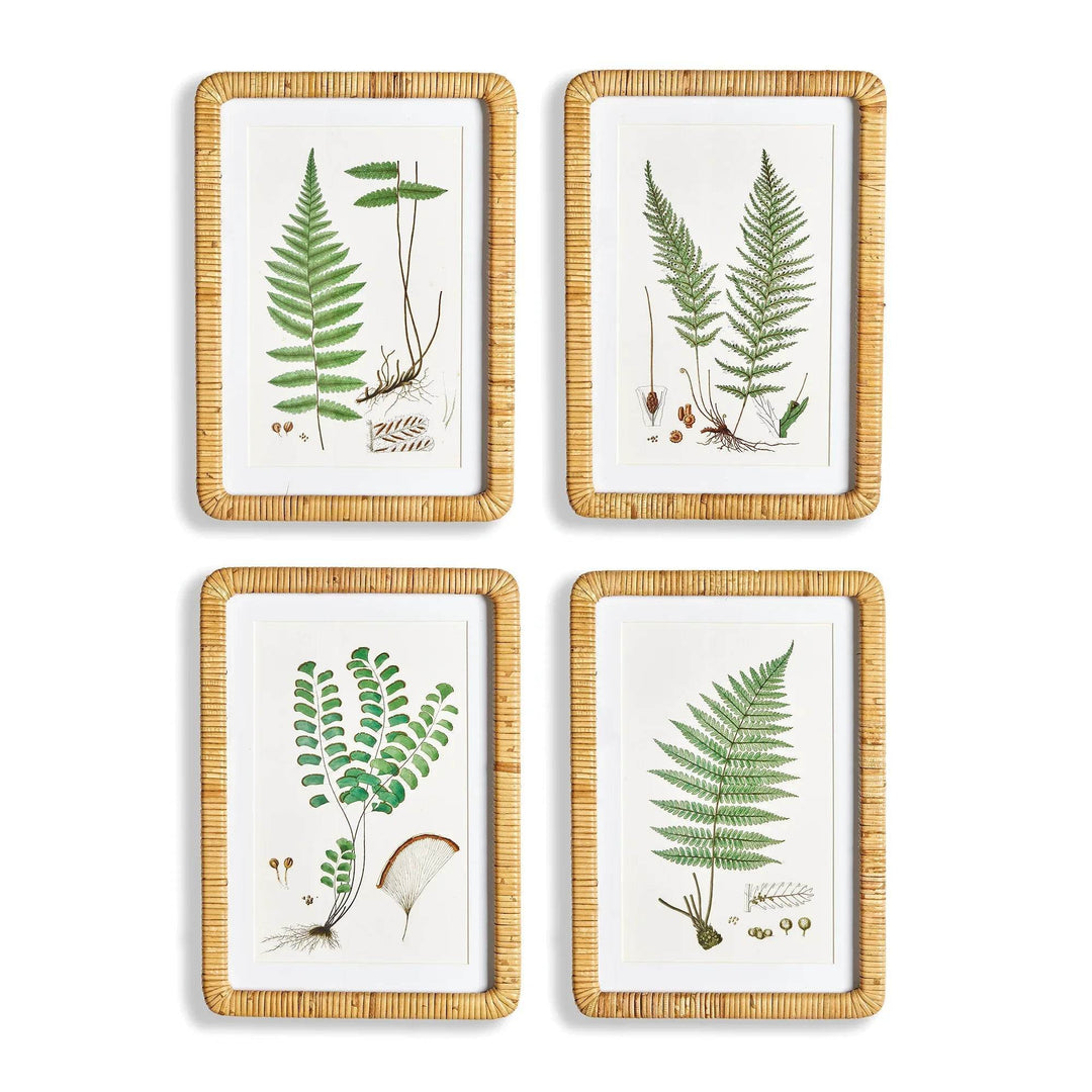 Forest Fern Prints, Set Of 4