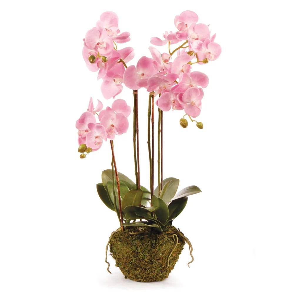 Phalaenopsis Orchid Drop-In, 30"