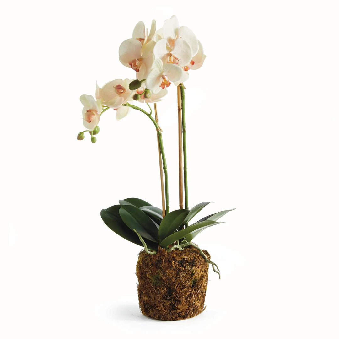 Soft Blush Faux Orchid Drop-In - Realistic Artificial Flower