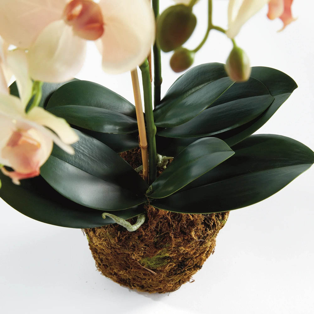 Soft Blush Faux Orchid Drop-In - Realistic Artificial Flower