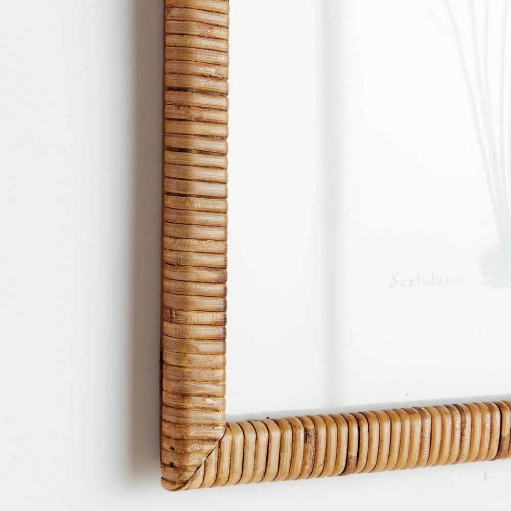 Sea Fan And Coral Study Wall Art