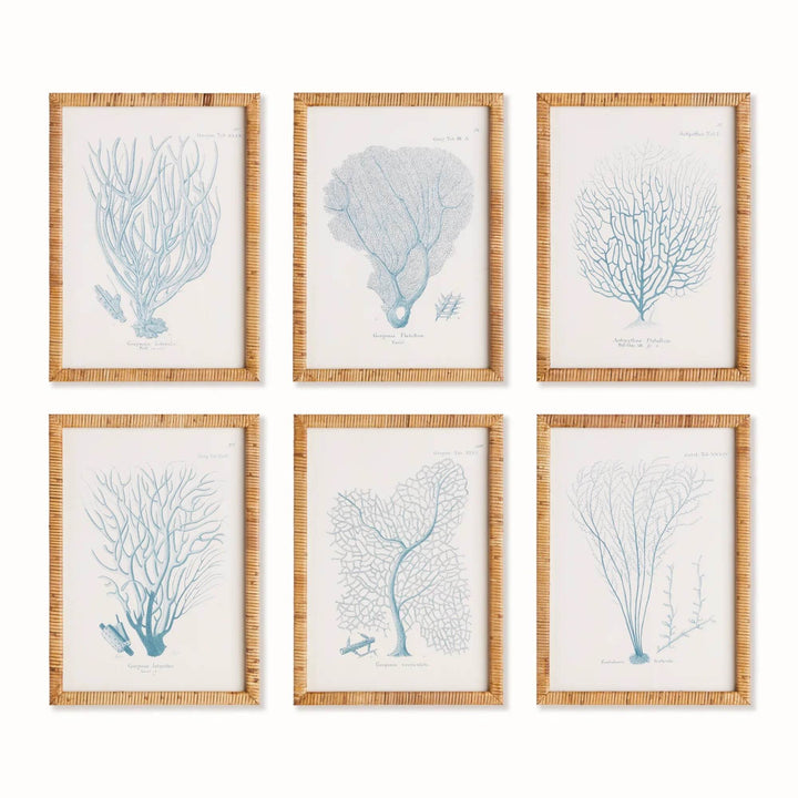 Sea Fan And Coral Study Wall Art