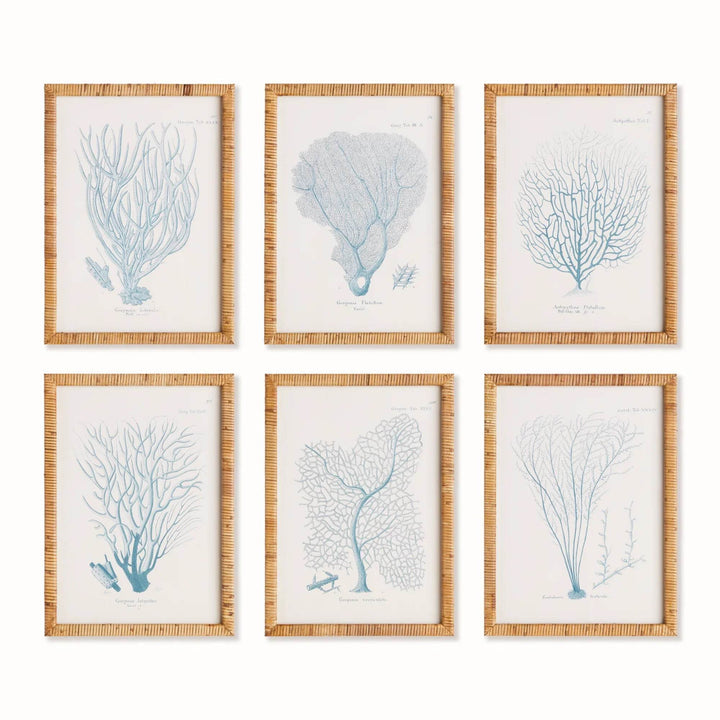 Sea Fan And Coral Study Wall Art