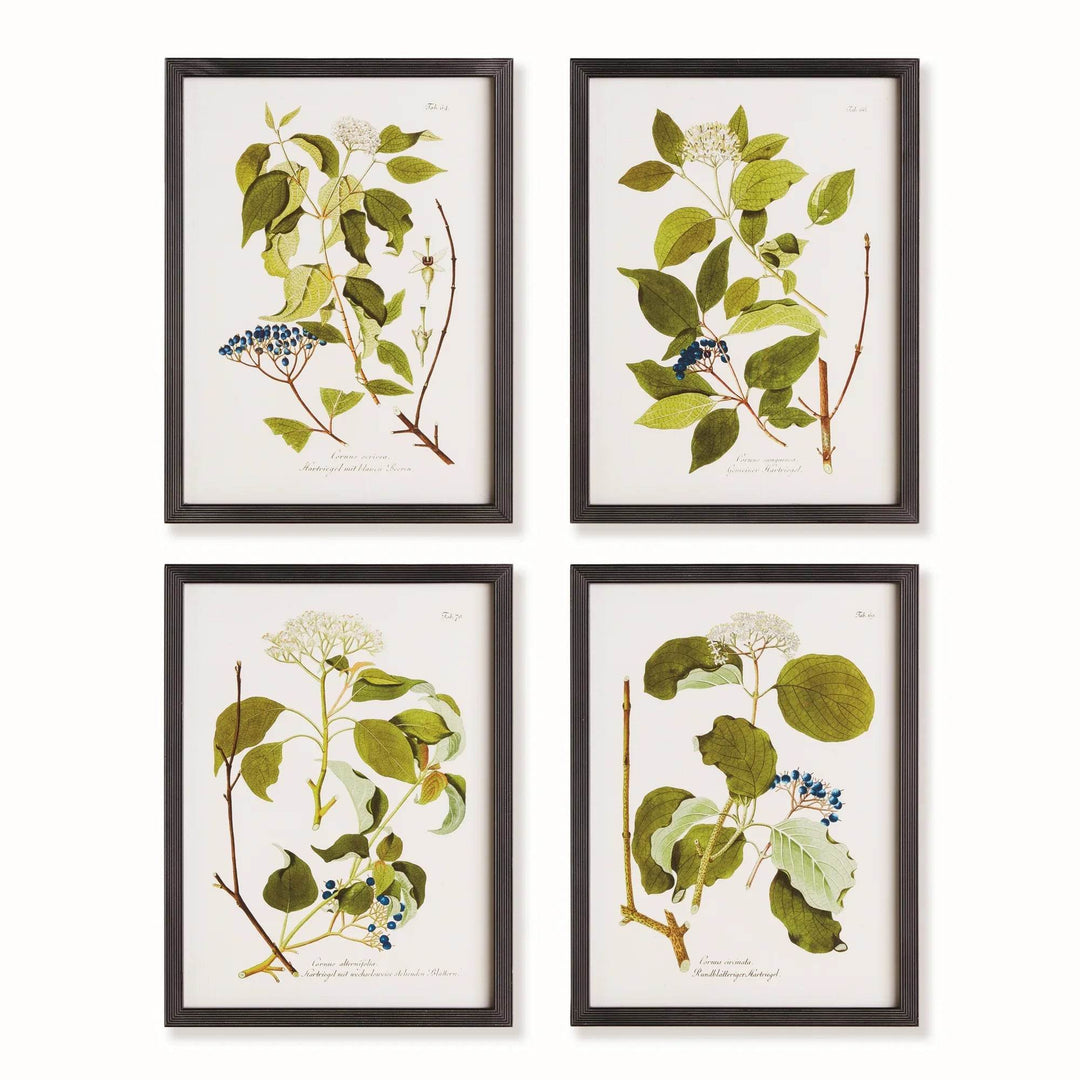 Floral And Berry Study Wall Prints
