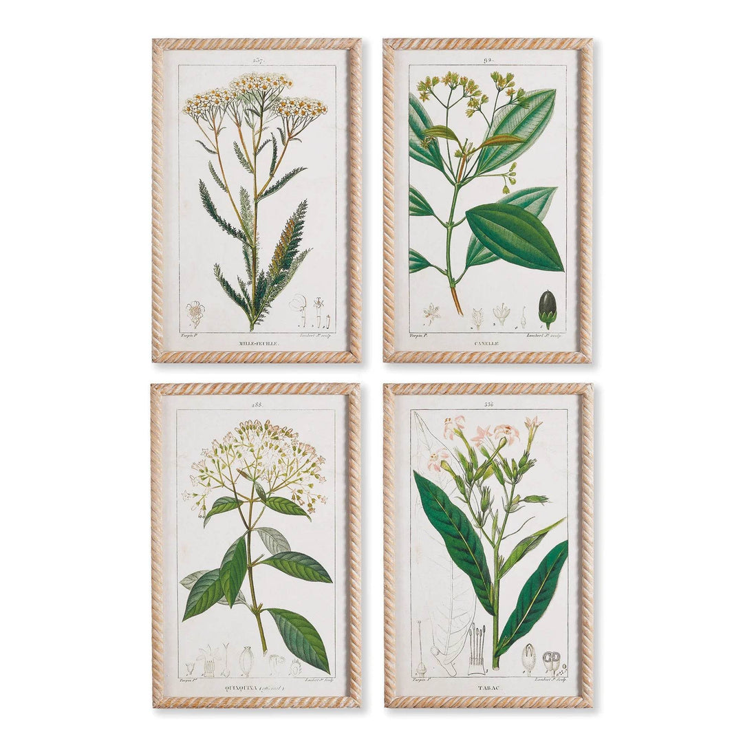Meadow Botanical Study, Set Of 4