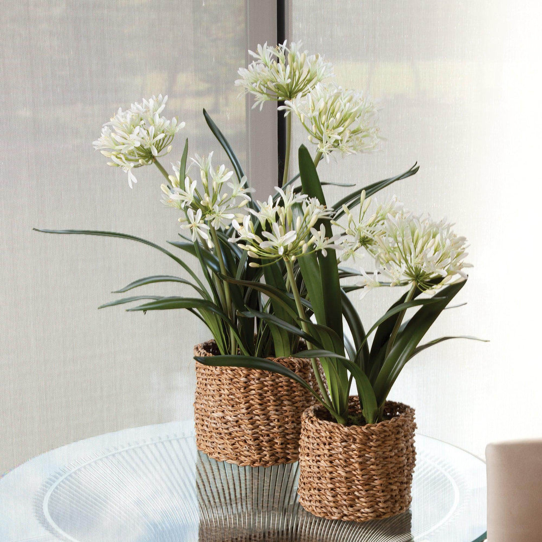 Pair of artificial white agapanthus drop-in plants displayed in woven baskets on a glass table
