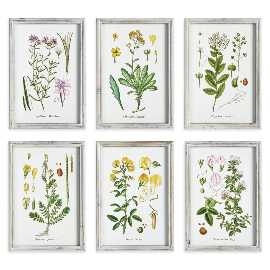 Perennial Botanical Study, Set Of 6