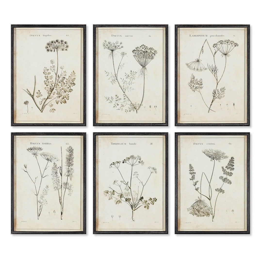 Six-piece botanical wall art set featuring vintage wildflower studies in black frames, styled in a grid on a white background.