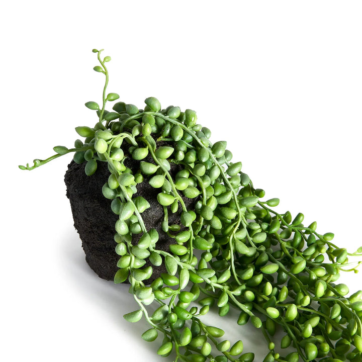 Alternate angle of faux string of pearls plant on white background with visible trailing greenery and bead texture – Modern Organic.