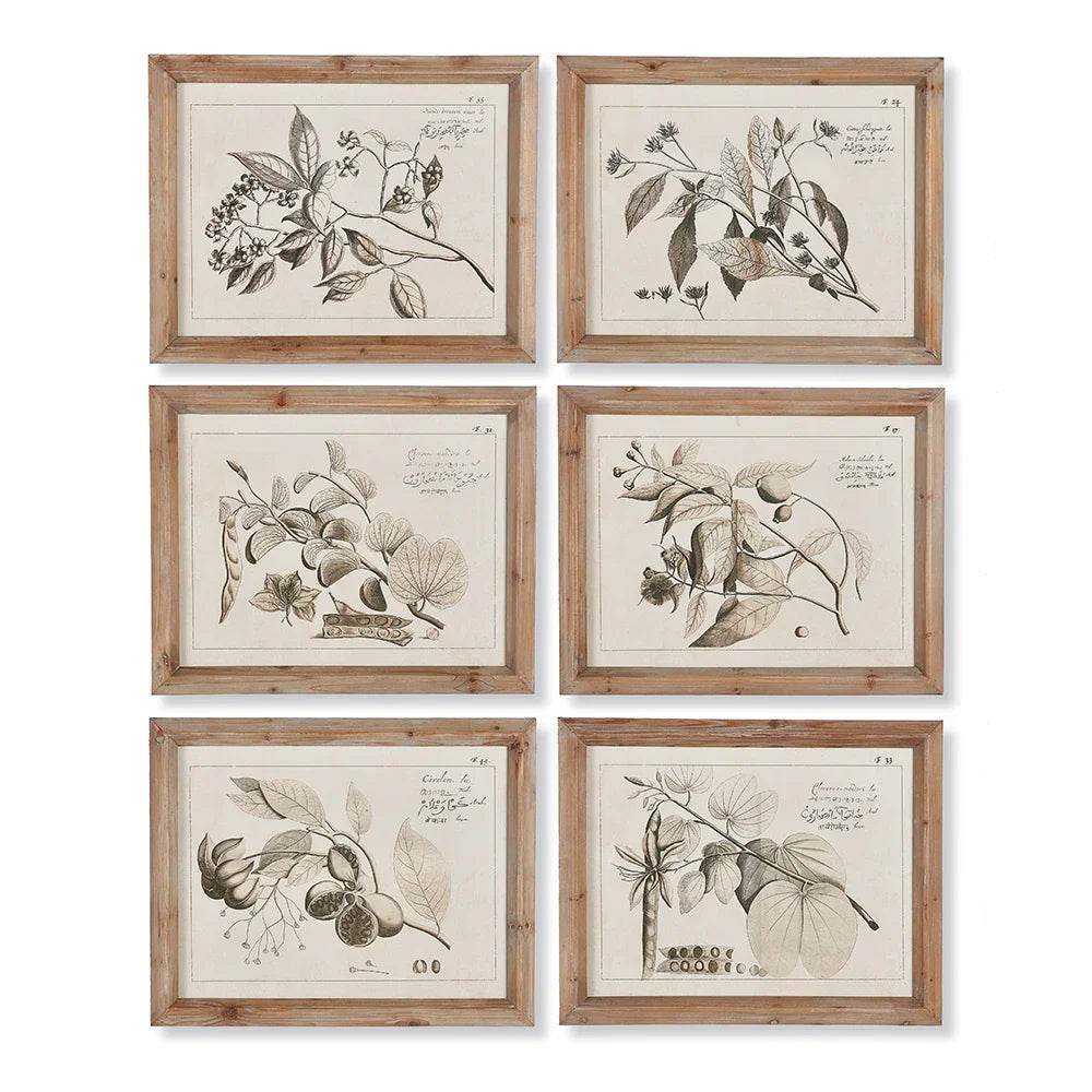Olive branch botanical drawing in natural wood frame, Coastal Naturalist wall art set, vintage-style landscape orientation.