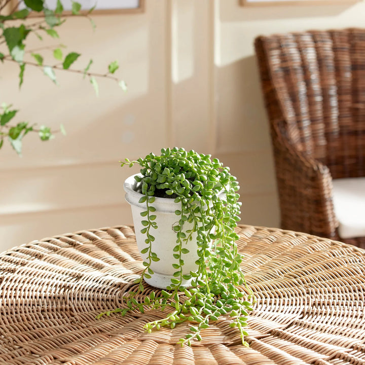 Trailing string of pearls faux plant viewed from the side, showing natural drape and full strand extension – Modern Organic.