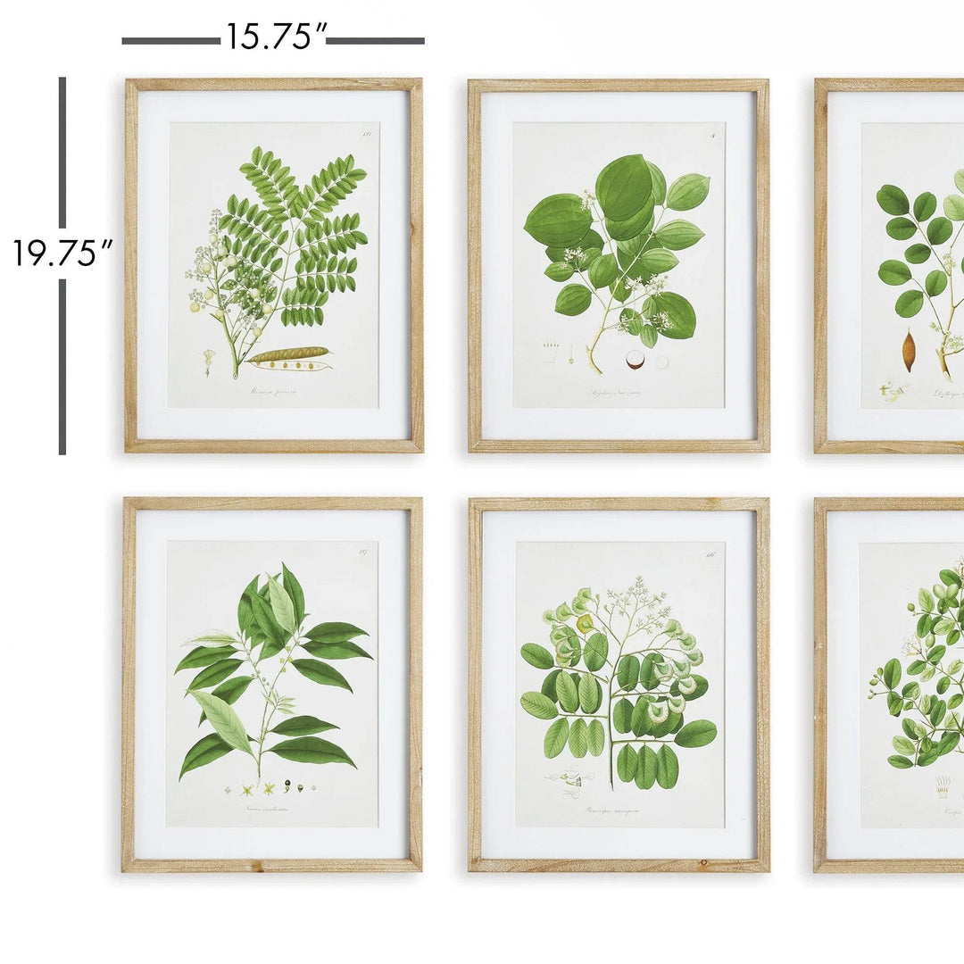 Wall layout showing framed tree leaf prints with dimensions, vintage cottage botanical set