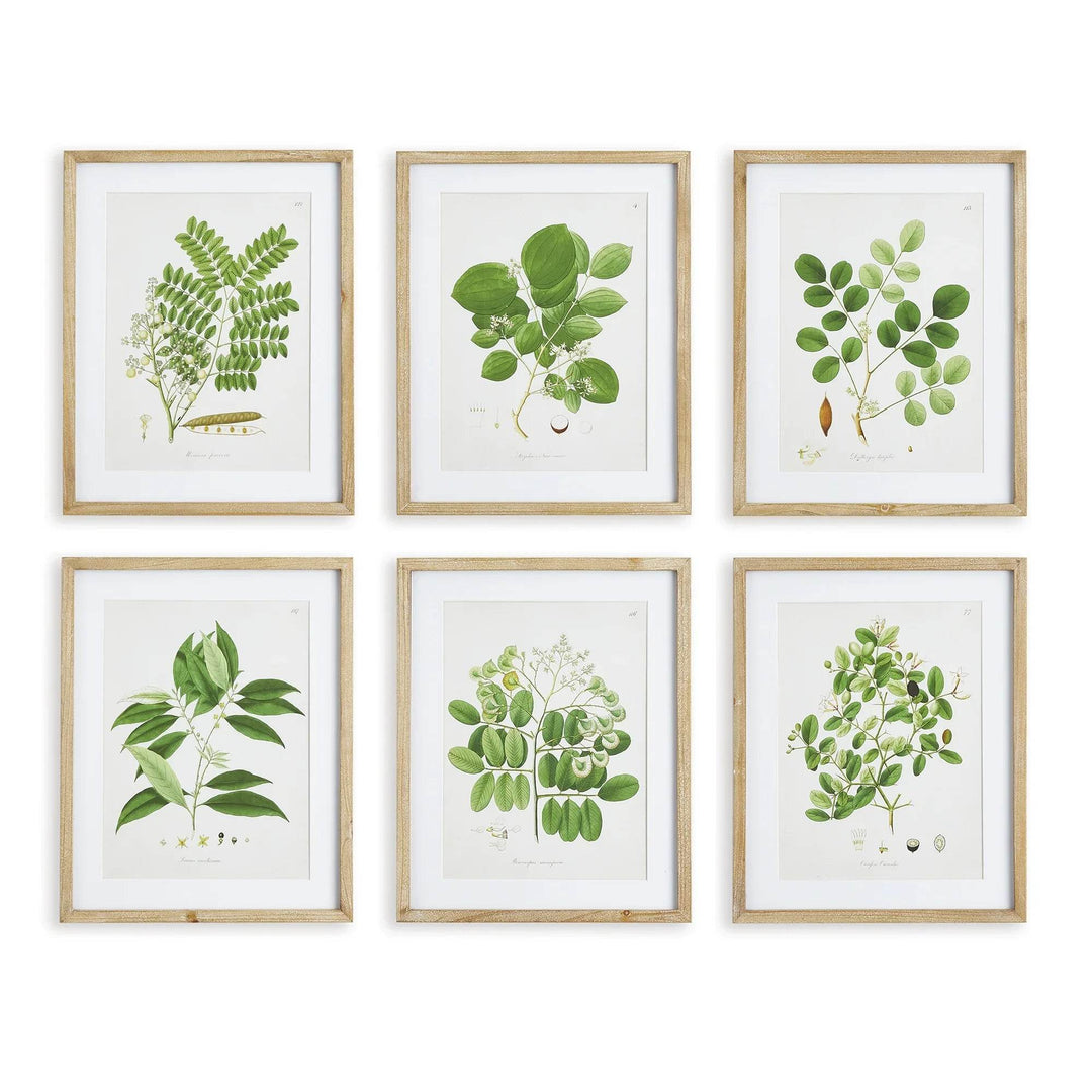 Set of six green leaf study prints in natural wood frames, vintage cottage botanical wall art
