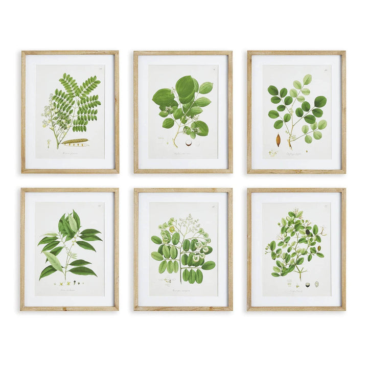 Set of six green leaf study prints in natural wood frames, vintage cottage botanical wall art