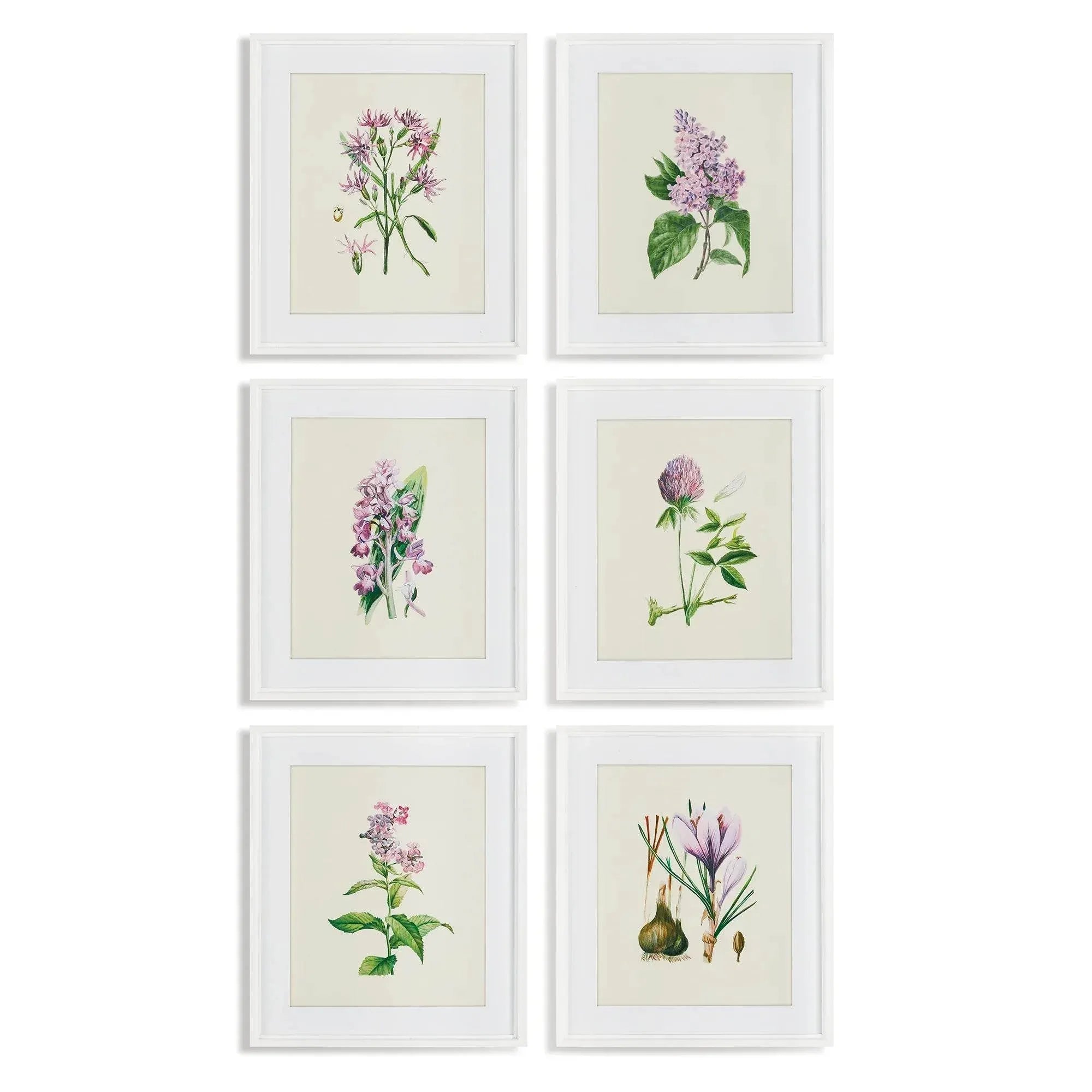 Vintage Botanical Wall Art - Set of 6 Floral Prints – Delamere Design