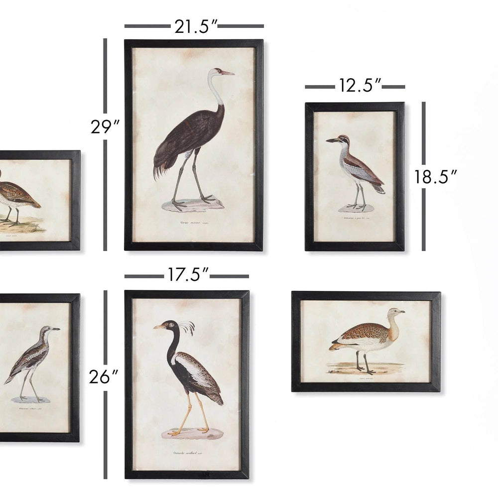 Close-up of six framed bird prints with labeled measurements in inches, showing size variety.