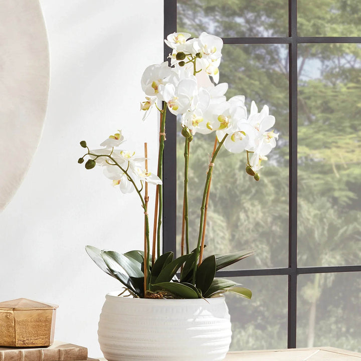White phalaenopsis orchid drop-in arranged in white textured pot on table, perfect for entryway or living room – Modern Organic.