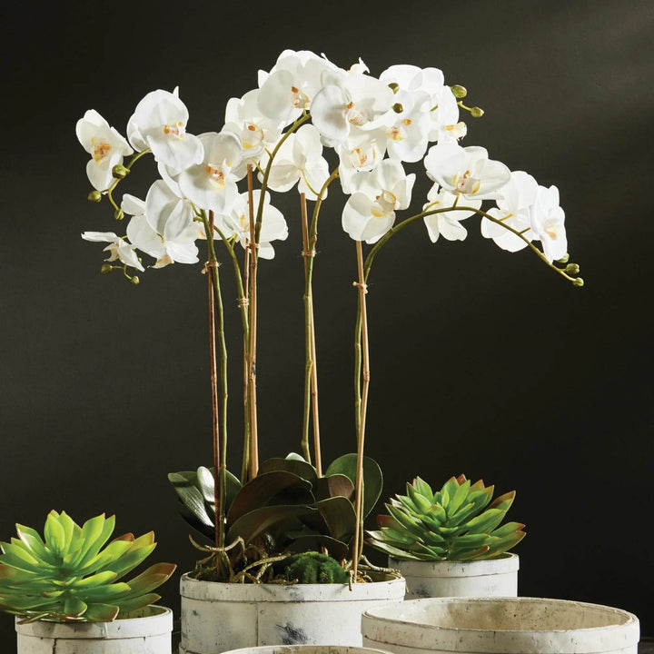 White phalaenopsis orchid drop-in styled with succulents in white pots on dark background, ideal for layered modern organic decor.
