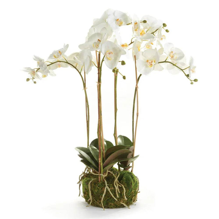 25 inch white phalaenopsis orchid drop-in with realistic blooms and moss-covered root ball for bowls and planters – Modern Organic.