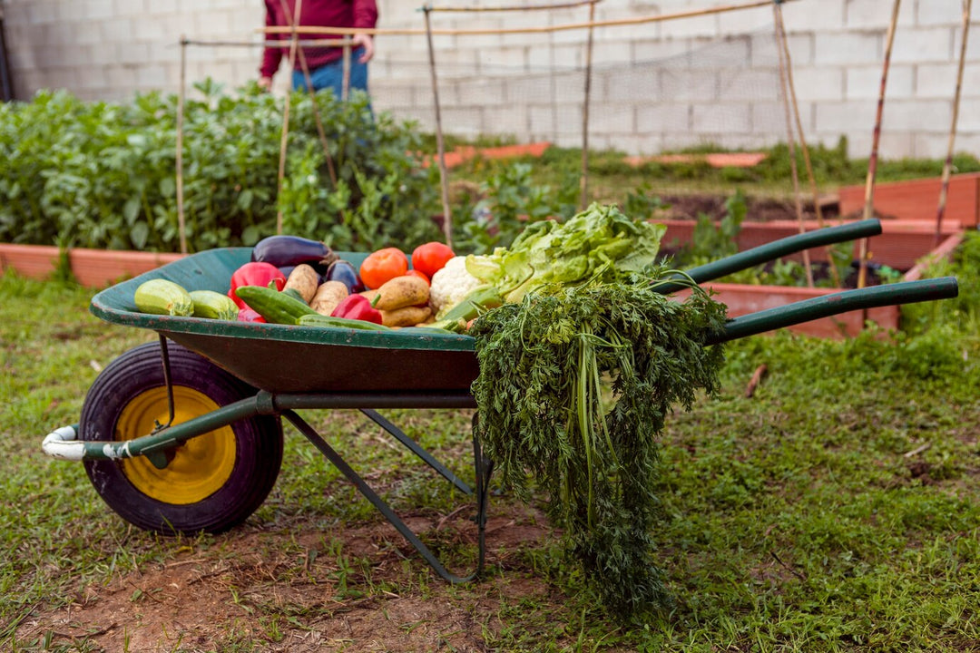 5 Easy Steps to Sustainable Living - Delamere Design