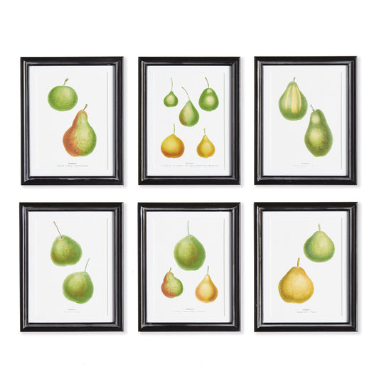 This set of six pear studies offers a detailed look at the beauty of this artist's frequent subject. This simple set highlights the subtlety of color and form in the varieties of the pear.