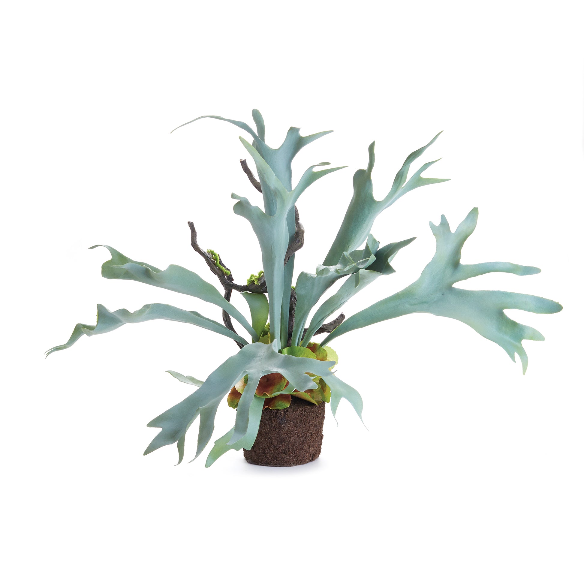 The Staghorn Fern is full of high drama, and sure to be a conversation starter. Typically found in wall configurations, we bring this uniquely free-standing beauty to the table.