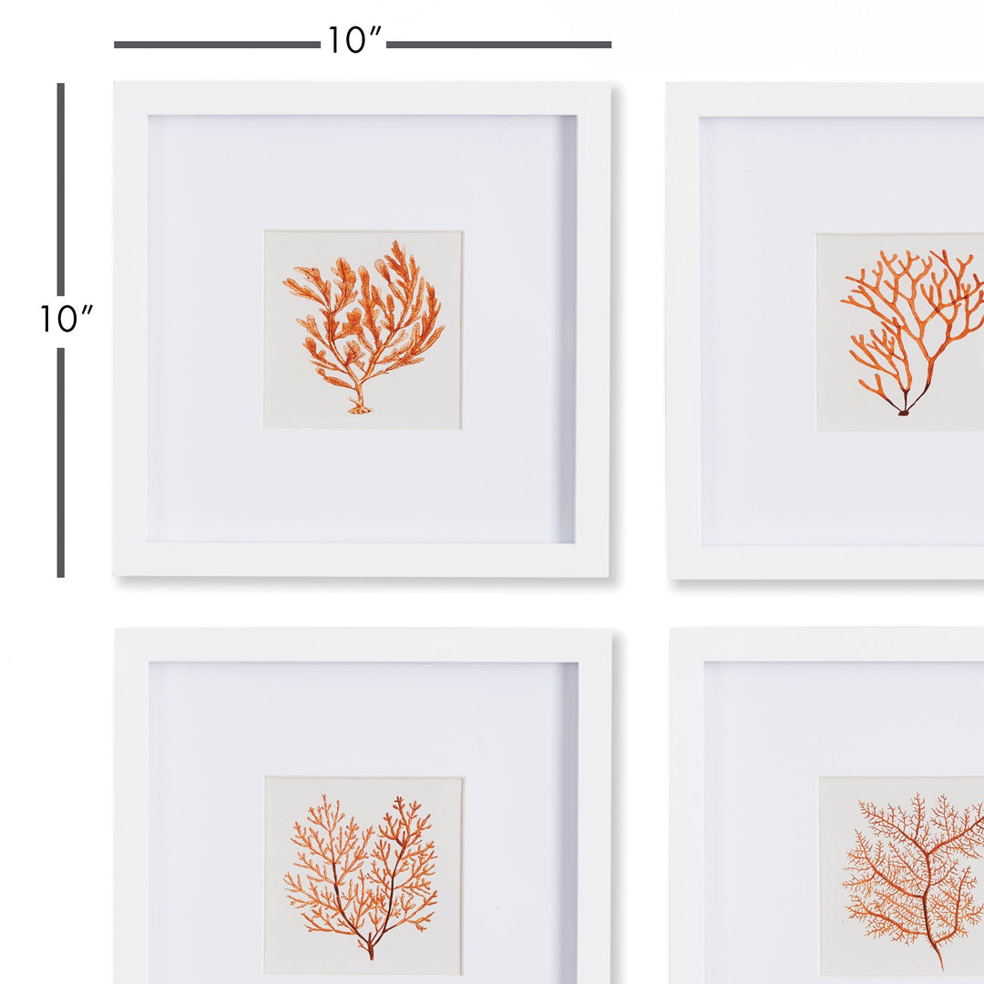 Elevate your space with the exquisite beauty of the ocean with Coastal Coral Petite Prints. Carefully framed in a sleek white profile, each print captures the intricate details of coral in a sophisticated manner. These versatile pieces will bring a touch of coastal charm to any room, whether displayed on a bookshelf or in a powder room. Crafted with premium materials, this set of 4 prints is a must-have for any lover of the sea.