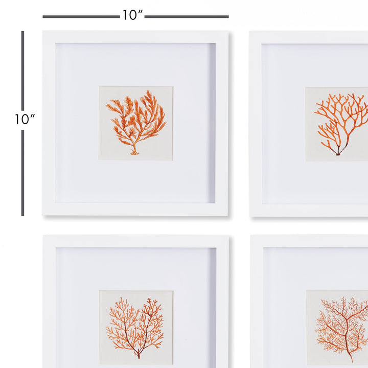 Elevate your space with the exquisite beauty of the ocean with Coastal Coral Petite Prints. Carefully framed in a sleek white profile, each print captures the intricate details of coral in a sophisticated manner. These versatile pieces will bring a touch of coastal charm to any room, whether displayed on a bookshelf or in a powder room. Crafted with premium materials, this set of 4 prints is a must-have for any lover of the sea.