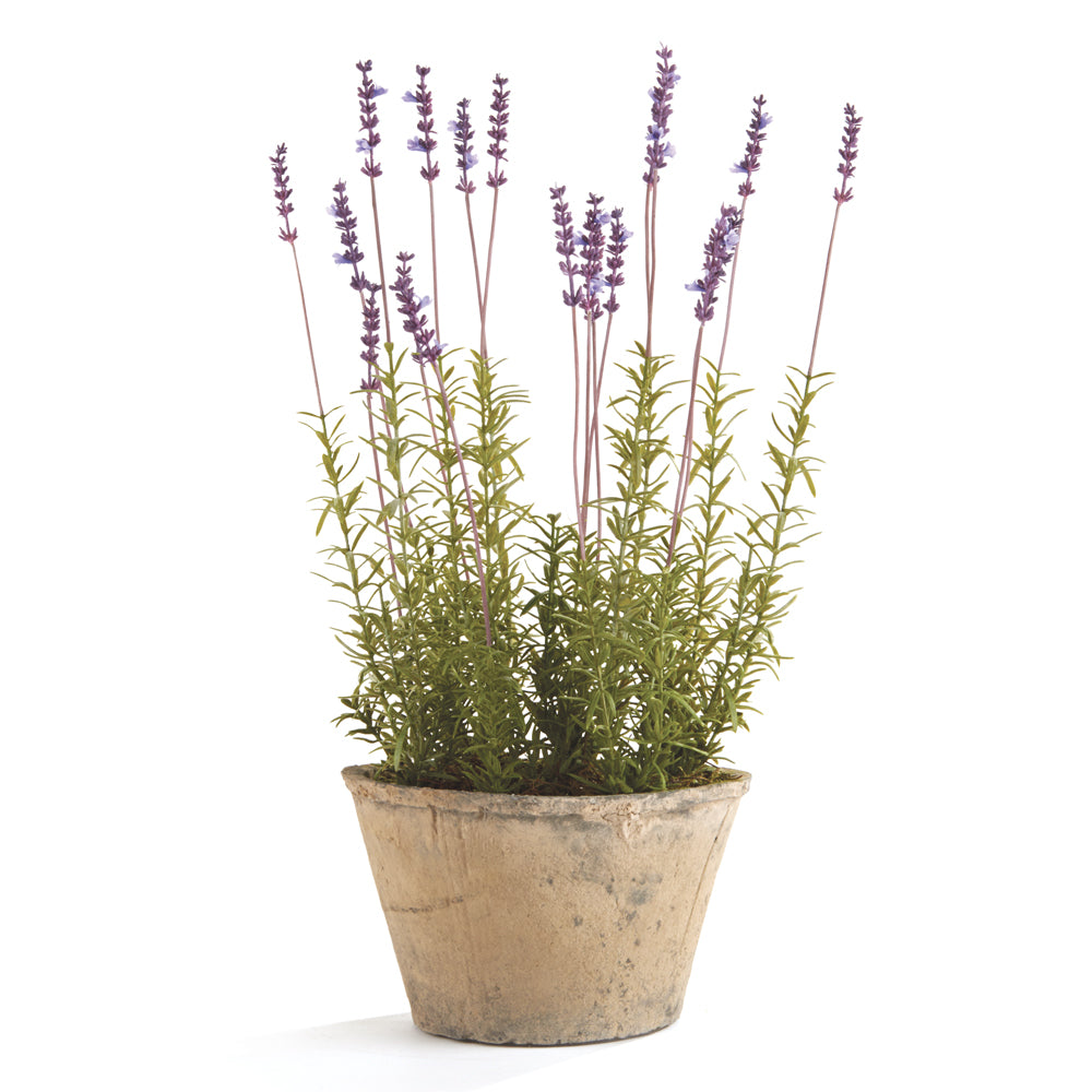 French Lavender Planter Potted 21"