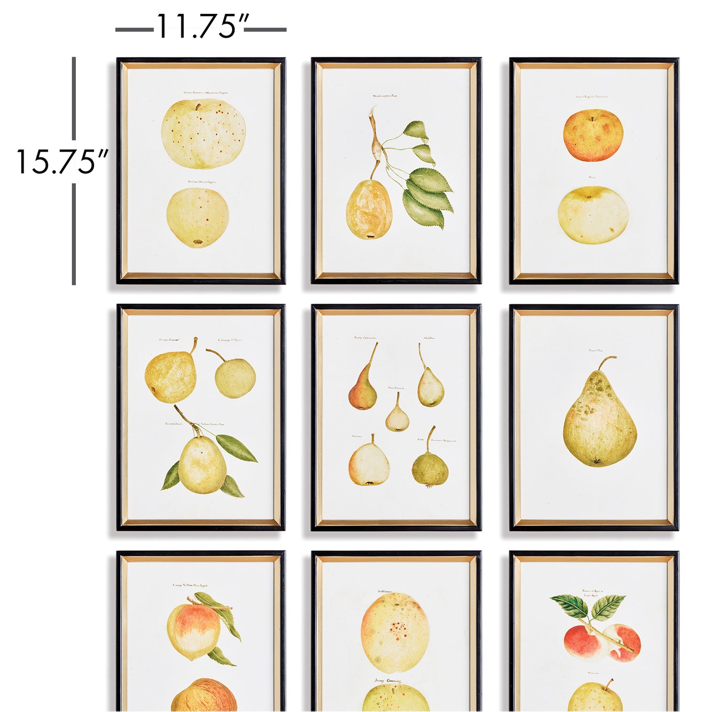 Capturing the intricate details and subtle colors of various fruits, this set of nine study prints is perfect for any art or nature lover. The versatile set can be displayed as a whole or divided into vignettes, making it suitable for any sized space. Delve into the beauty of the artist's frequent subject with this extensive, yet simple set that highlights the subtlety of color and form in each variety.