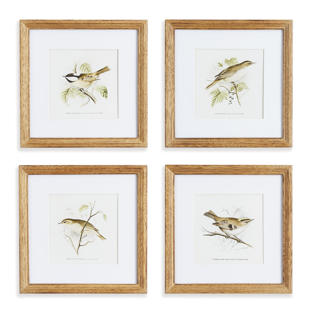 Bird Study Wall Prints, Set Of 4