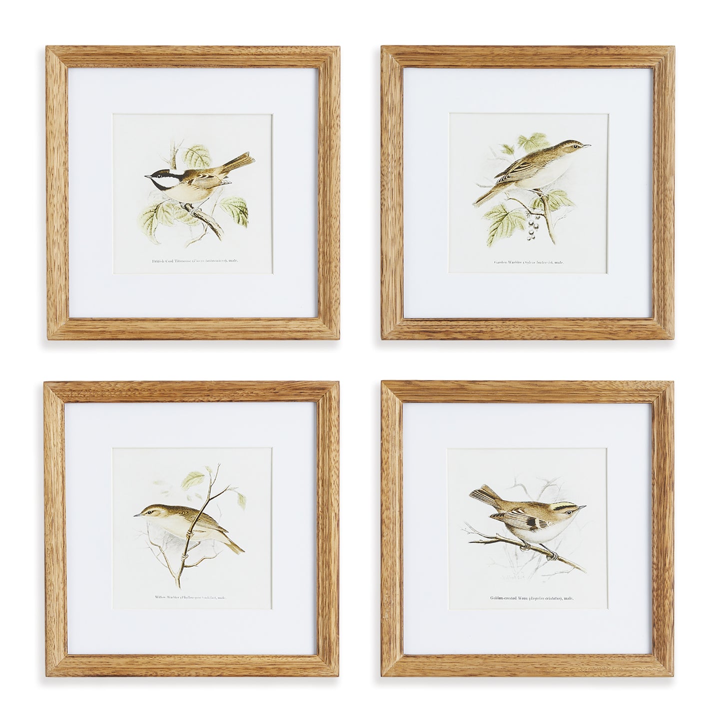 In a soothing sepia palette, this bird study set of four prints adds a warm neutral tone to your décor. Perfect little prints for petite spaces like a powder room, tucked into a bookshelf, or mudroom.