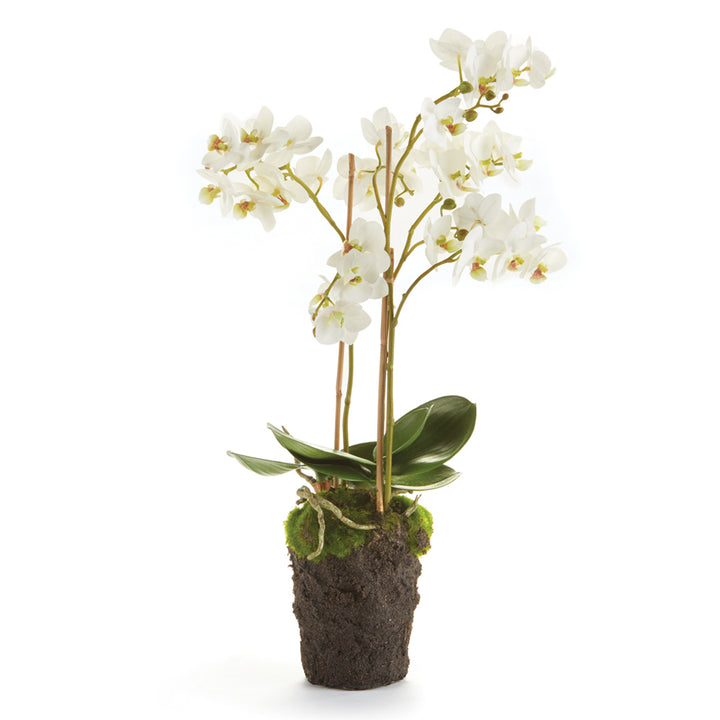 Phalaenopsis White Orchid Drop-In 20"