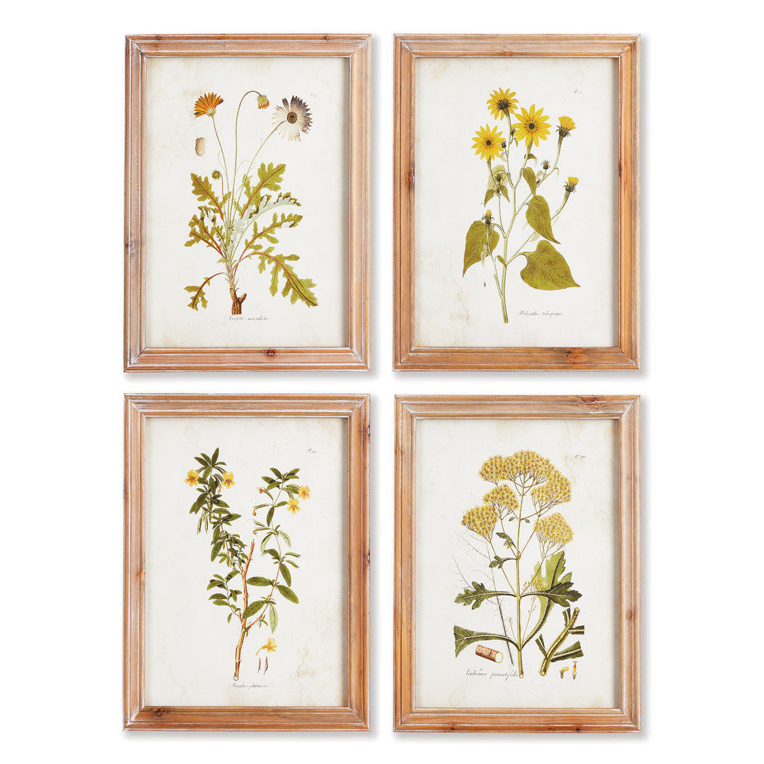 Golden Wildflower Study Wall Prints, Set Of 4