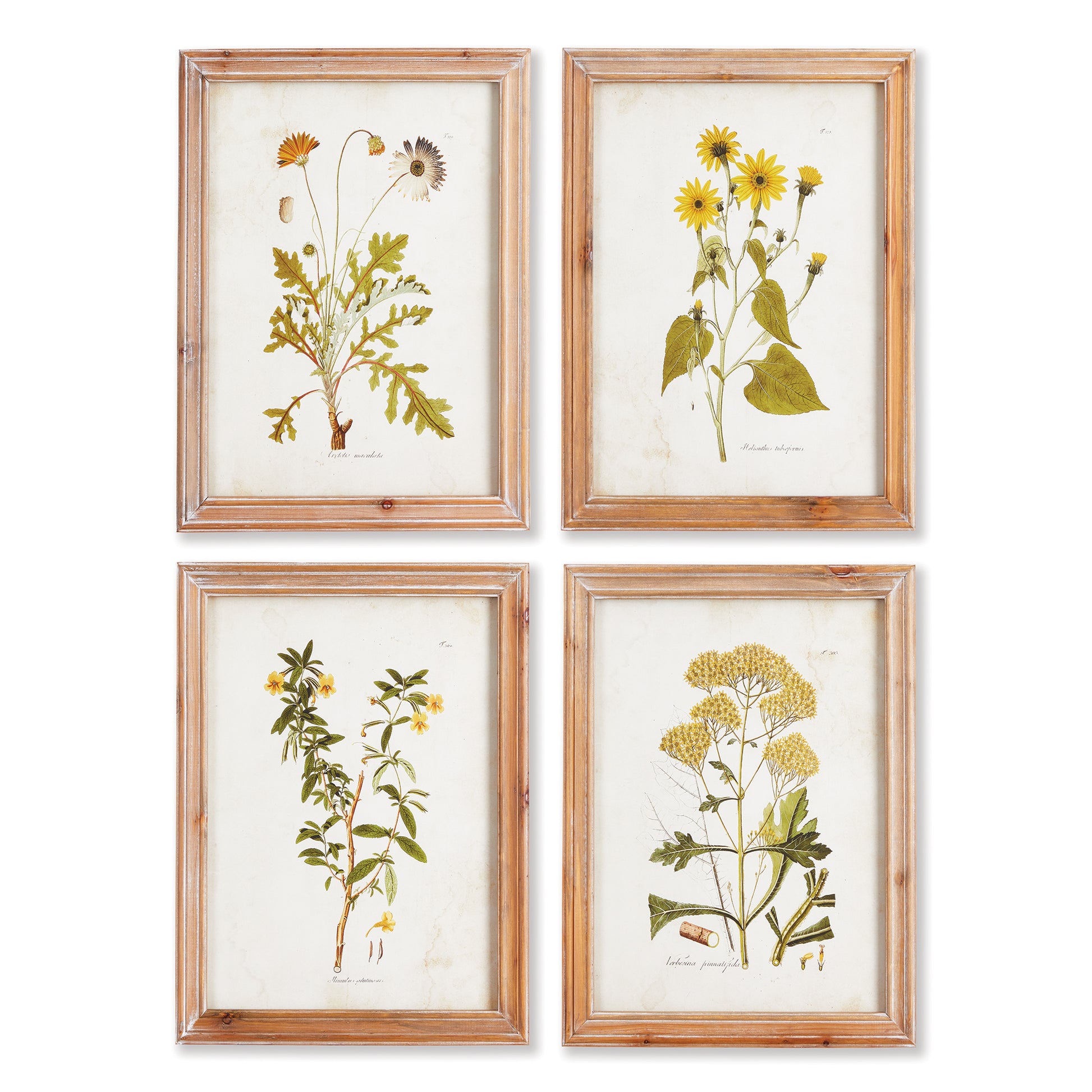 There is something wildly magnificent about the wild flower. It's insistence on growing no matter the circumstance. This set of four illustrations make a cheerful addition to home office, kitchen or powder room.