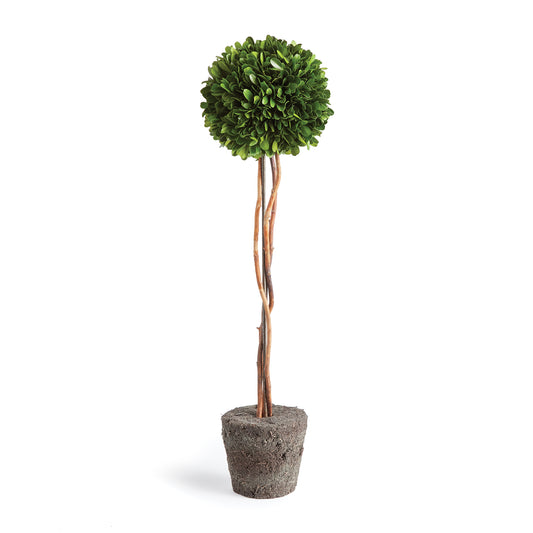 Introducing a novel idea, real English boxwoods with their own standard root ball, ready to drop in to your favorite vessel. It's never been easier. Preserved and painstakingly assembled by our masterful topiary artists, and now customizable to your choice of pot. The possibilities are endless!