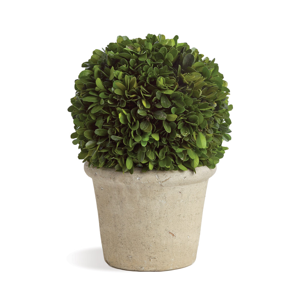 Real English boxwoods, preserved and painstakingly assembled by our masterful artists. This simple arrangement is artfully arranged and preserved to perfection. The perfect accent to add a touch of tradition and a little greenery to any space.