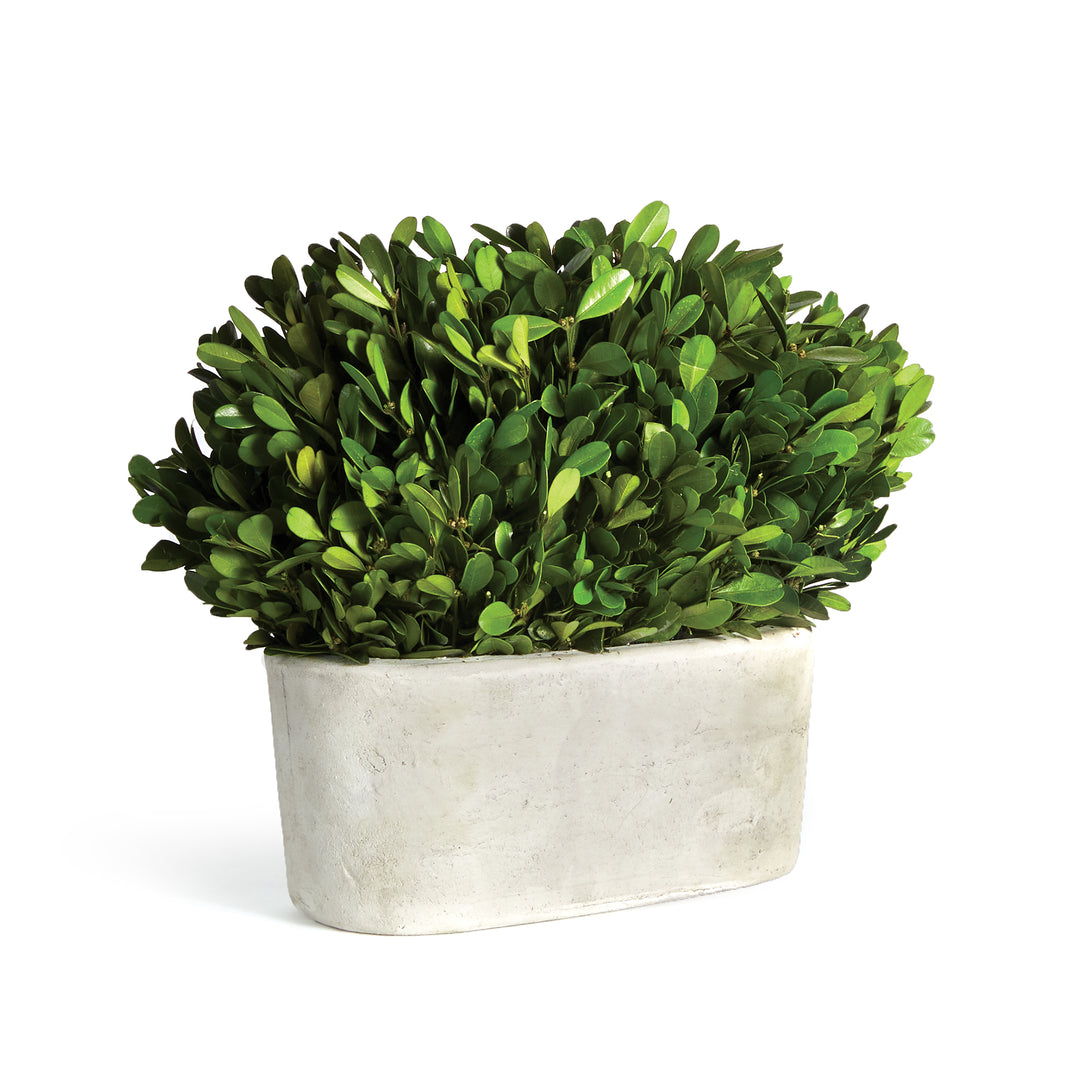 Boxwood Bush In Oval Planter Pot