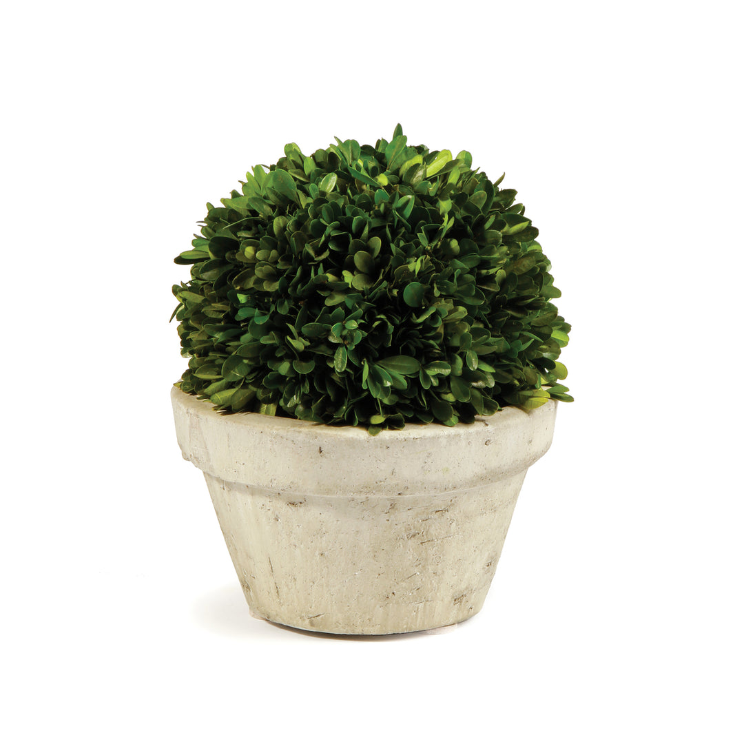 Boxwood Ball In Planter Pot Large