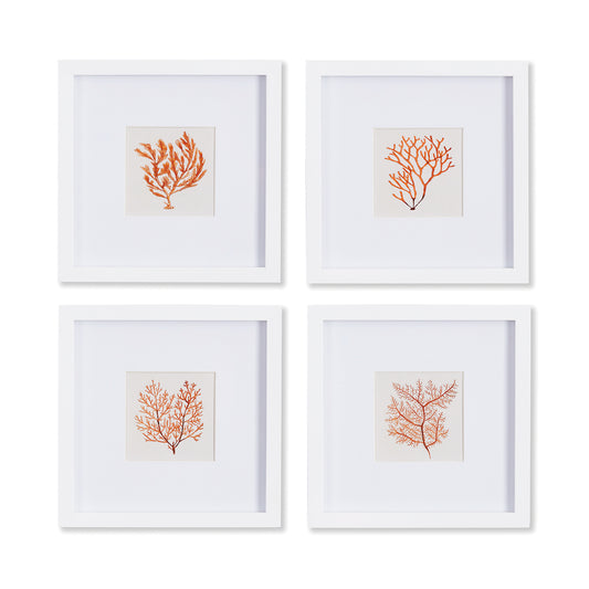 Elevate your space with the exquisite beauty of the ocean with Coastal Coral Petite Prints. Carefully framed in a sleek white profile, each print captures the intricate details of coral in a sophisticated manner. These versatile pieces will bring a touch of coastal charm to any room, whether displayed on a bookshelf or in a powder room. Crafted with premium materials, this set of 4 prints is a must-have for any lover of the sea.