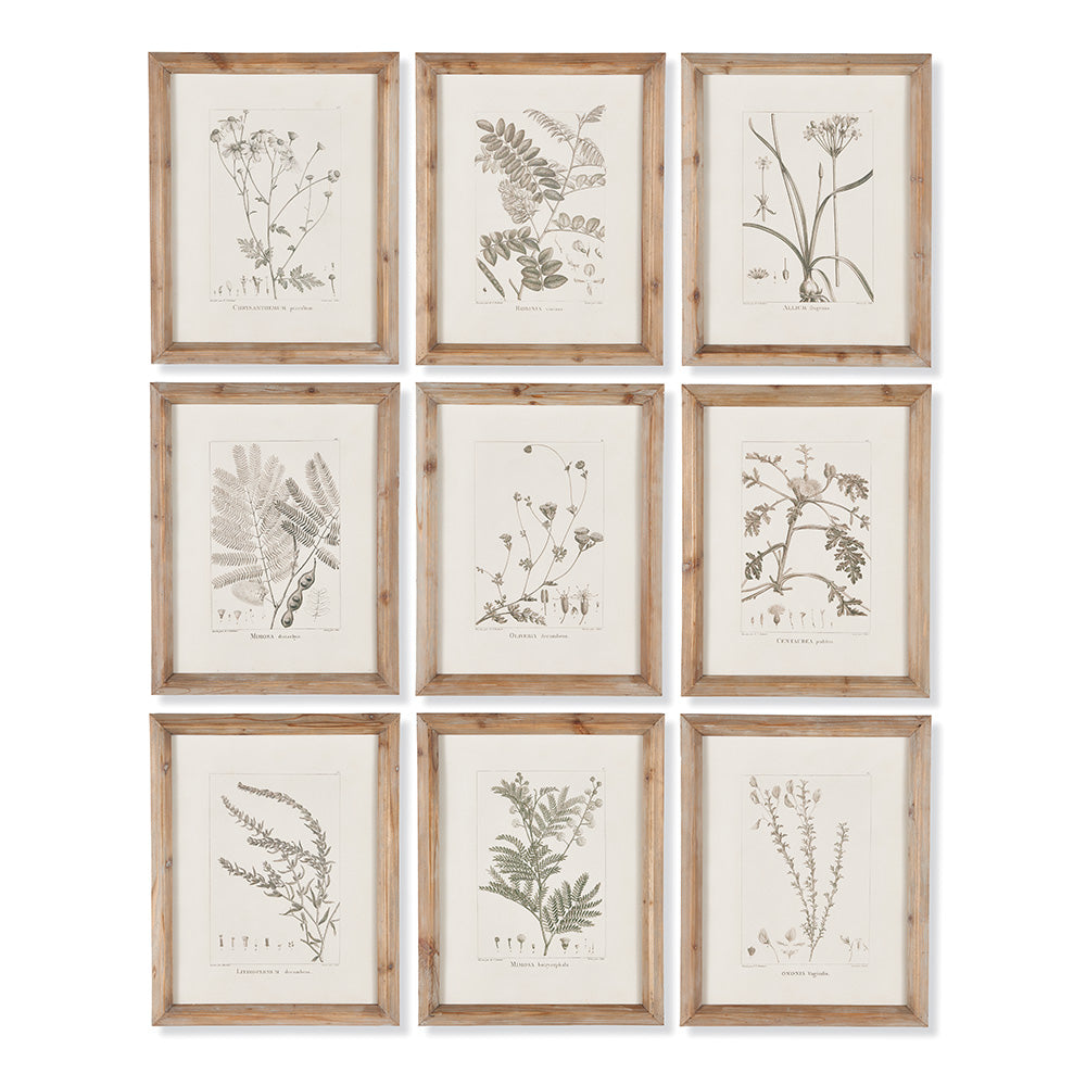 In a soft sepia tone, this set of nine botanicals is an elegant way to dress the wall. Finished off with simple whitewash wood frames, it adds an understated beauty to any setting.