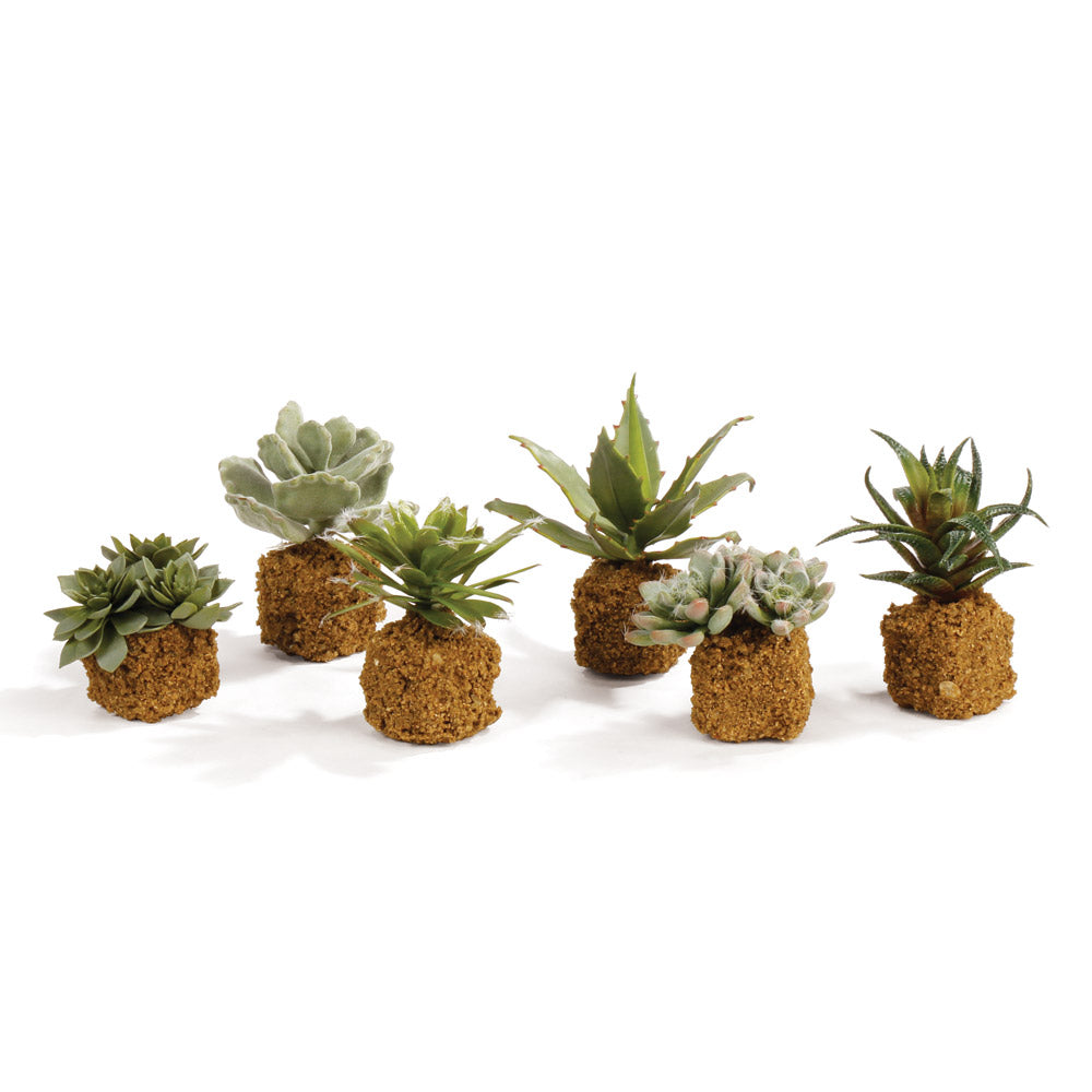 100% realistic- a complete set of mini succulents. These drop-ins are no-maintenance works of art. Right down to the carefully crafted root ball, just as nature designed.