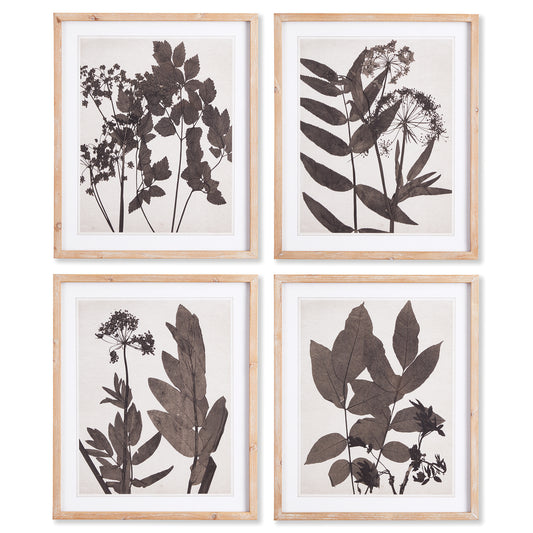 These traditional Pressed Foliage Prints are a warm, dark sepia tone contrasted with a light wood frame. This set of four is neutral in tone and a stunning choice for home office or study.