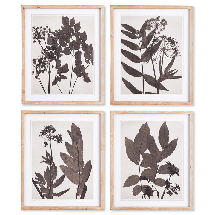 Pressed Foliage Wall Prints, Set Of 4