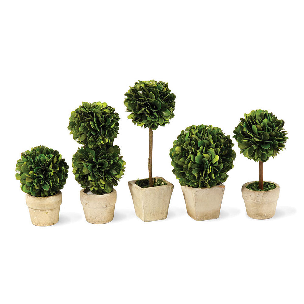 Boxwood Mini Topiaries In Planter Pots, Set Of 5