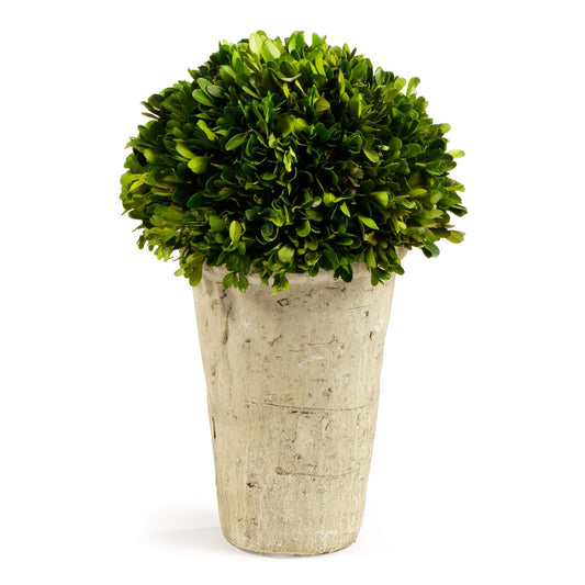 Boxwood Three-Quarter Ball In Planter Pot