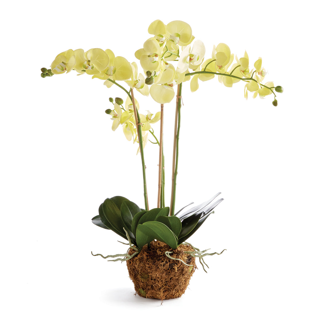 Phalaenopsis Yellow Orchid Drop-In 30"