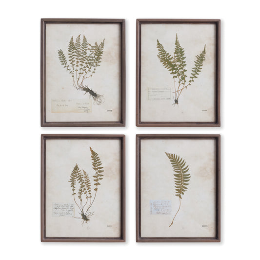 Petite Frond Prints, Set Of 4